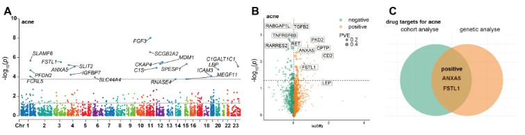 Front. Immunol.(IF=5.9)|中南大学湘雅医学院研究团队:解析痤疮的血浆蛋白-遗传因果关联,为靶向治疗提供新方向(图4) Front. Immunol.(IF=5.9)|中南大学湘雅医学院研究团队:解析痤疮的血浆蛋白-遗传因果关联,为靶向治疗提供新方向(图4)