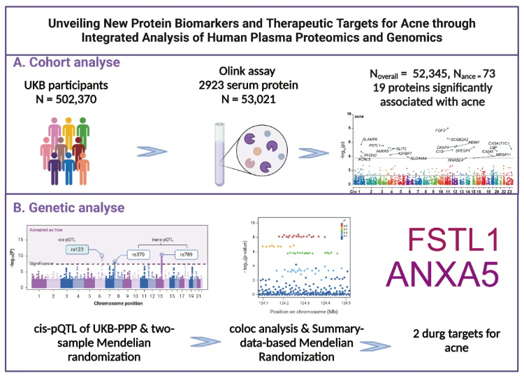 Front. Immunol.(IF=5.9)|中南大学湘雅医学院研究团队:解析痤疮的血浆蛋白-遗传因果关联,为靶向治疗提供新方向(图2) Front. Immunol.(IF=5.9)|中南大学湘雅医学院研究团队:解析痤疮的血浆蛋白-遗传因果关联,为靶向治疗提供新方向(图2)