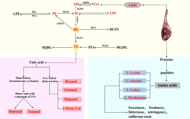 Foods (IF=5.1)|云南农业大学研究团队：滇南小耳猪火腿特征风味形成机制的多组学解析(图5)