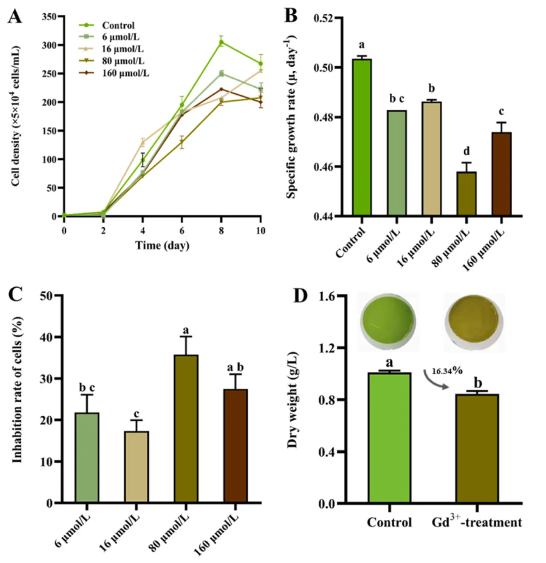 Environ.Res.(IF=7.7)|大理大学吴明灿研究团队:水中稀土元素超标,纤细裸藻揭秘钆离子多重毒性密码(图3) Environ.Res.(IF=7.7)|大理大学吴明灿研究团队:水中稀土元素超标,纤细裸藻揭秘钆离子多重毒性密码(图3)