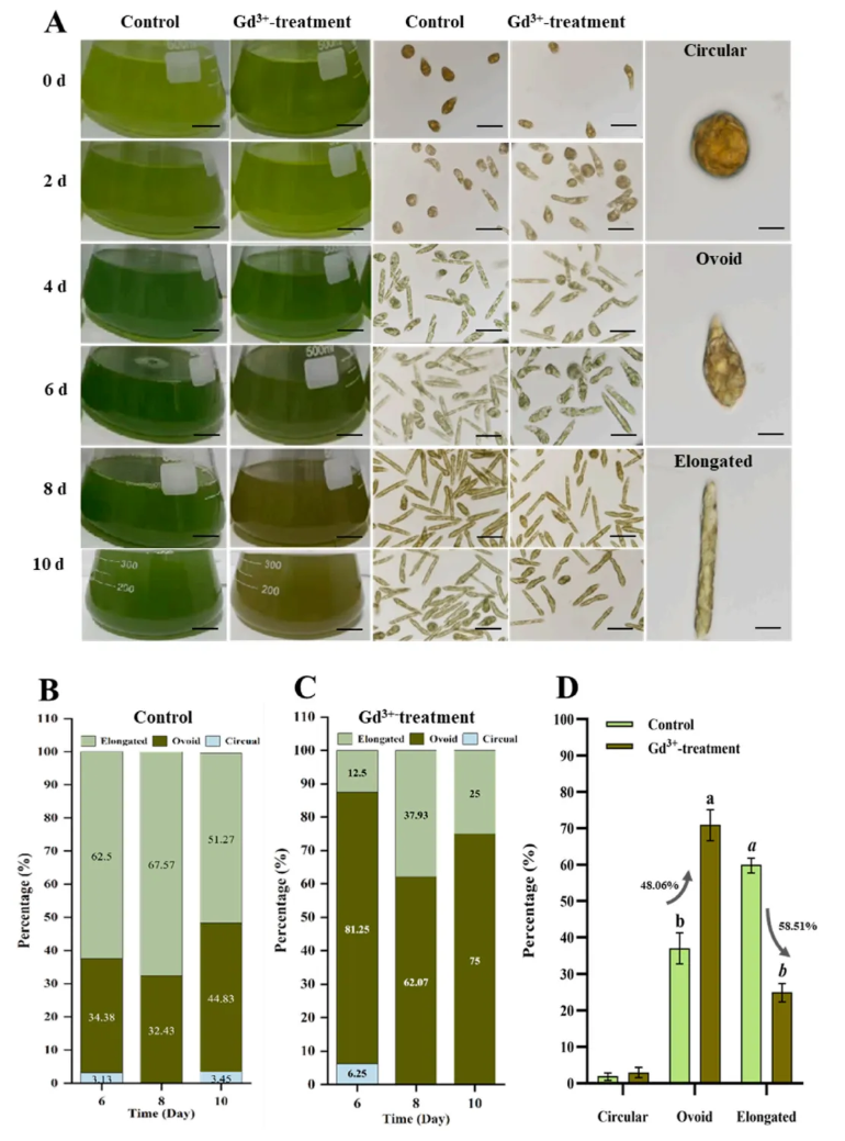 Environ.Res.(IF=7.7)|大理大学吴明灿研究团队:水中稀土元素超标,纤细裸藻揭秘钆离子多重毒性密码(图4) Environ.Res.(IF=7.7)|大理大学吴明灿研究团队:水中稀土元素超标,纤细裸藻揭秘钆离子多重毒性密码(图4)