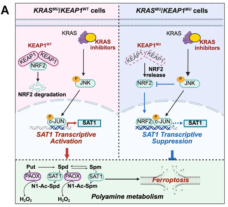 nat.commun.(IF=15.7)|复旦大学附属中山医院詹成团队:靶向多胺代谢提升KRAS靶向药疗效(图8) nat.commun.(IF=15.7)|复旦大学附属中山医院詹成团队:靶向多胺代谢提升KRAS靶向药疗效(图8)