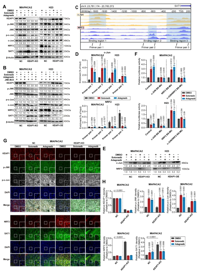nat.commun.(IF=15.7)|复旦大学附属中山医院詹成团队:靶向多胺代谢提升KRAS靶向药疗效(图6) nat.commun.(IF=15.7)|复旦大学附属中山医院詹成团队:靶向多胺代谢提升KRAS靶向药疗效(图6)