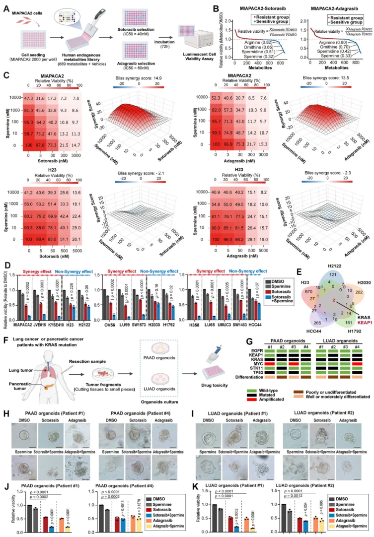 nat.commun.(IF=15.7)|复旦大学附属中山医院詹成团队:靶向多胺代谢提升KRAS靶向药疗效(图2) nat.commun.(IF=15.7)|复旦大学附属中山医院詹成团队:靶向多胺代谢提升KRAS靶向药疗效(图2)