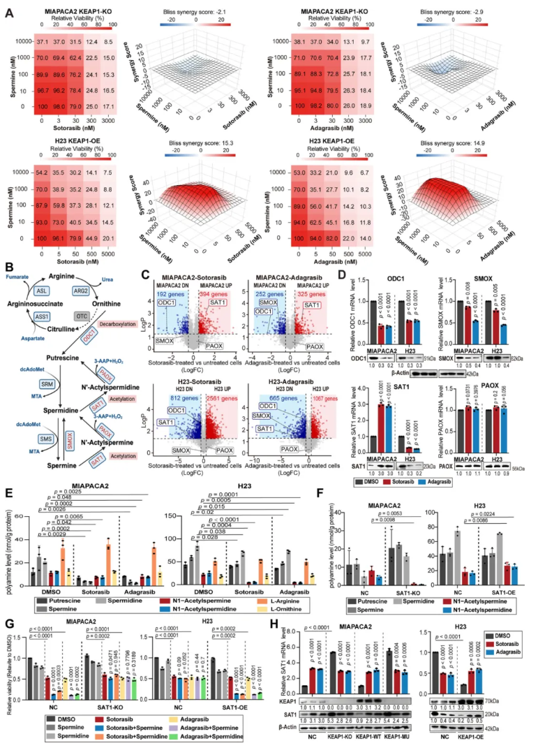 nat.commun.(IF=15.7)|复旦大学附属中山医院詹成团队:靶向多胺代谢提升KRAS靶向药疗效(图3) nat.commun.(IF=15.7)|复旦大学附属中山医院詹成团队:靶向多胺代谢提升KRAS靶向药疗效(图3)