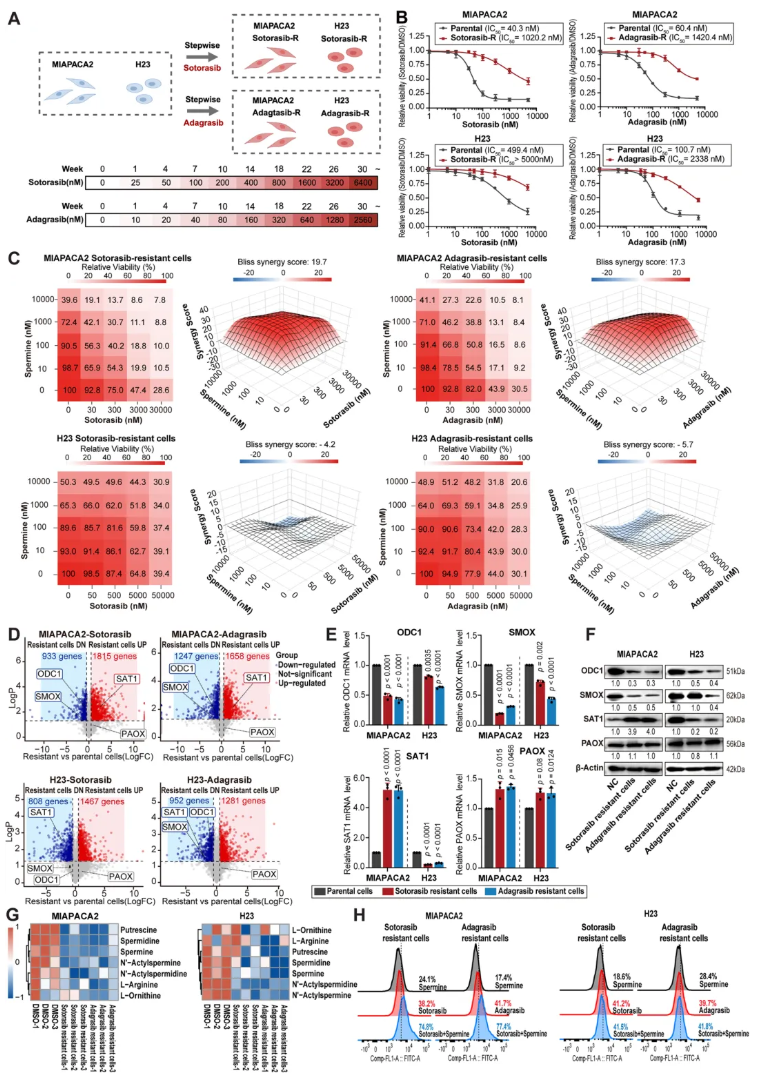 nat.commun.(IF=15.7)|复旦大学附属中山医院詹成团队:靶向多胺代谢提升KRAS靶向药疗效(图5) nat.commun.(IF=15.7)|复旦大学附属中山医院詹成团队:靶向多胺代谢提升KRAS靶向药疗效(图5)