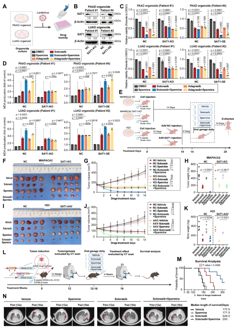 nat.commun.(IF=15.7)|复旦大学附属中山医院詹成团队:靶向多胺代谢提升KRAS靶向药疗效(图7) nat.commun.(IF=15.7)|复旦大学附属中山医院詹成团队:靶向多胺代谢提升KRAS靶向药疗效(图7)
