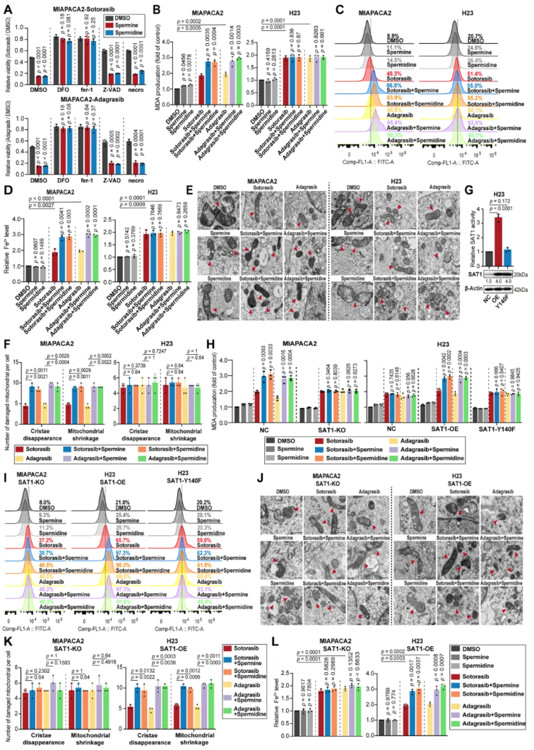 nat.commun.(IF=15.7)|复旦大学附属中山医院詹成团队:靶向多胺代谢提升KRAS靶向药疗效(图4) nat.commun.(IF=15.7)|复旦大学附属中山医院詹成团队:靶向多胺代谢提升KRAS靶向药疗效(图4)