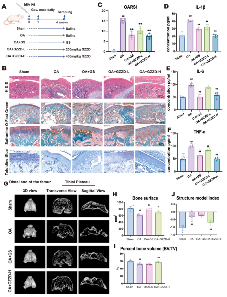 Phytomedicine(IF=8.3)|山西医科大学郑茜团队：线粒体自噬 “破局”OA！GZZD靶向FoxO1通路守护软骨细胞(图2)