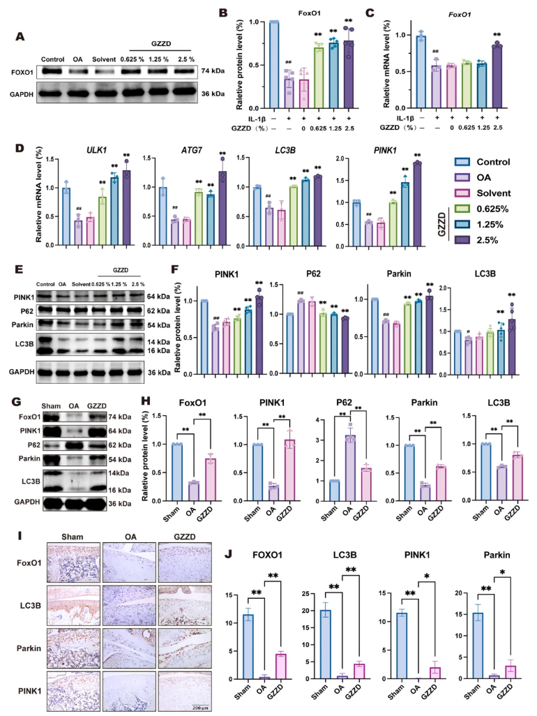 Phytomedicine(IF=8.3)|山西医科大学郑茜团队：线粒体自噬 “破局”OA！GZZD靶向FoxO1通路守护软骨细胞(图6)