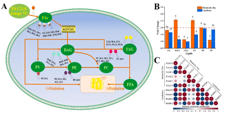 LWT(IF=6.6)|川大新成果：同位素标记代谢流+脂质组学，重新定义酵母耐盐研究(图9)