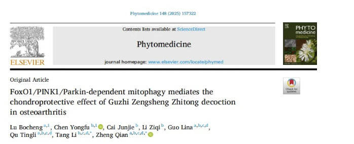 Phytomedicine(IF=8.3)|山西医科大学郑茜团队：线粒体自噬 “破局”OA！GZZD靶向FoxO1通路守护软骨细胞(图1)
