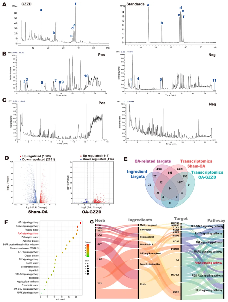 Phytomedicine(IF=8.3)|山西医科大学郑茜团队：线粒体自噬 “破局”OA！GZZD靶向FoxO1通路守护软骨细胞(图5)