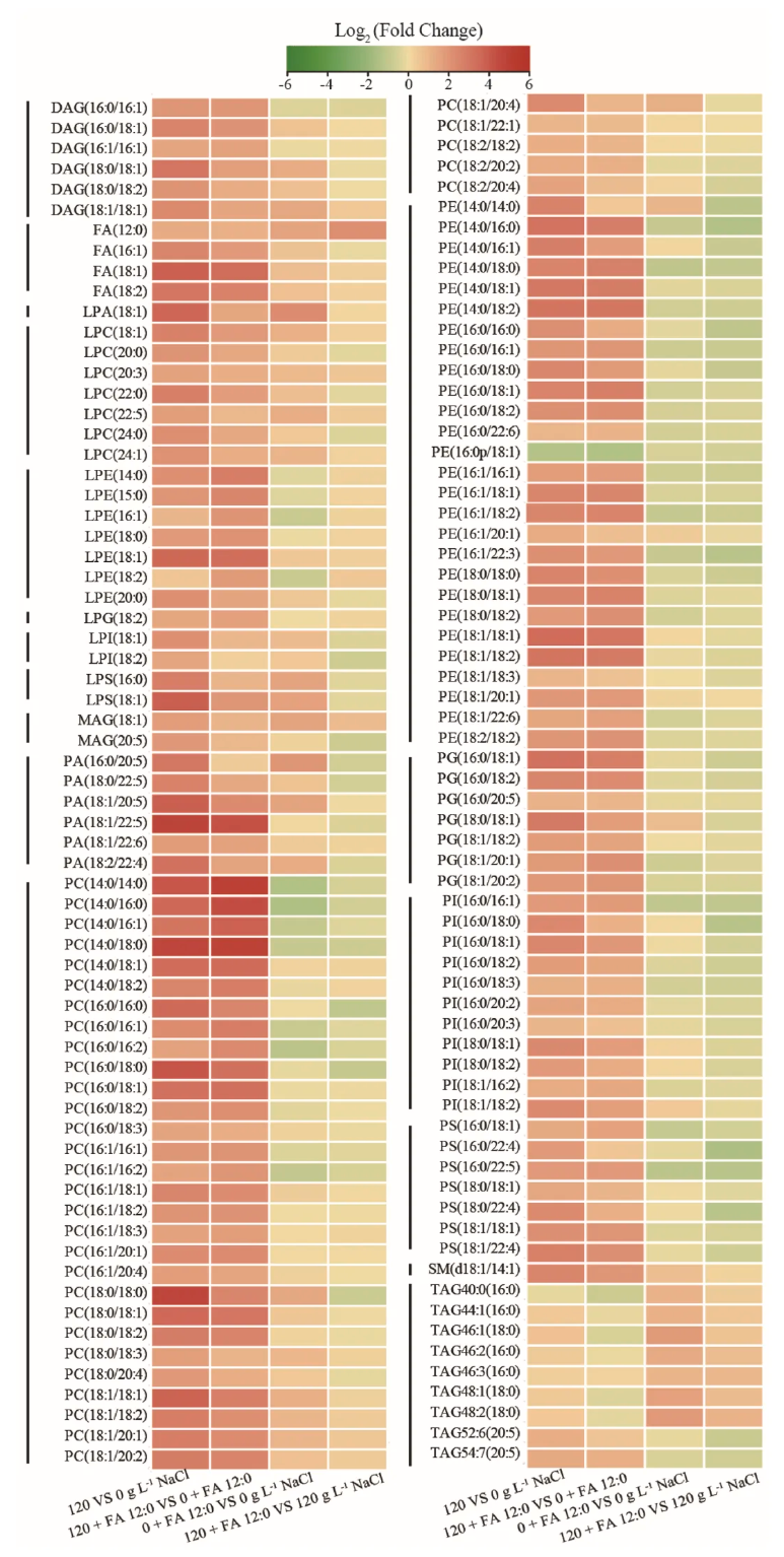 LWT(IF=6.6)|川大新成果：同位素标记代谢流+脂质组学，重新定义酵母耐盐研究(图7)