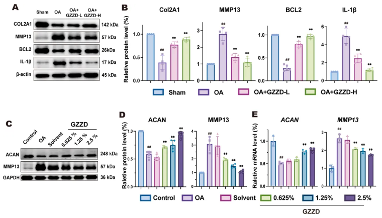 Phytomedicine(IF=8.3)|山西医科大学郑茜团队：线粒体自噬 “破局”OA！GZZD靶向FoxO1通路守护软骨细胞(图3)