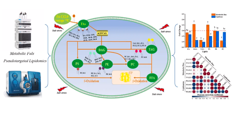 LWT(IF=6.6)|川大新成果：同位素标记代谢流+脂质组学，重新定义酵母耐盐研究(图2)