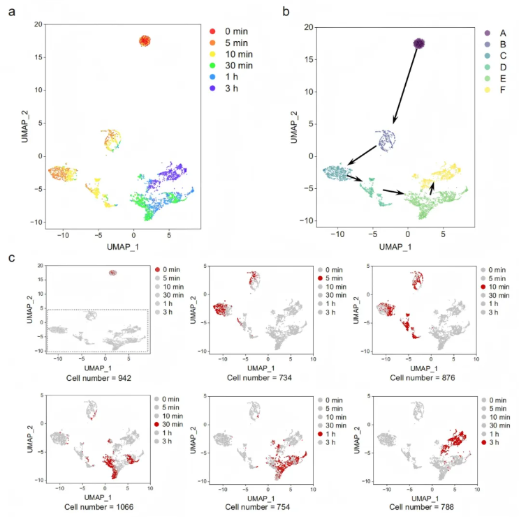 nat commun(IF=15.7)|北大白玉教授团队突破静态局限：动态单细胞代谢组学揭秘肿瘤-巨噬细胞互作新机制(图5)