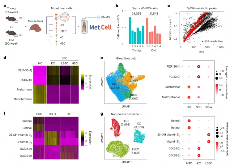 nature methods(IF=32.1)|朱正江研究员团队引领代谢组学技术正式进入单细胞时代(图7)