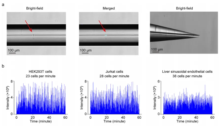 nature methods(IF=32.1)|朱正江研究员团队引领代谢组学技术正式进入单细胞时代(图3)