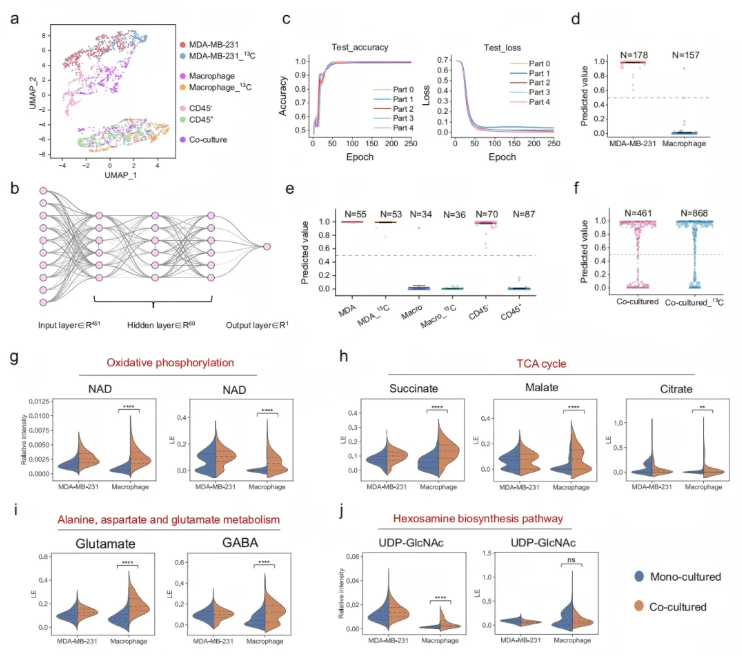 nat commun(IF=15.7)|北大白玉教授团队突破静态局限：动态单细胞代谢组学揭秘肿瘤-巨噬细胞互作新机制(图8)