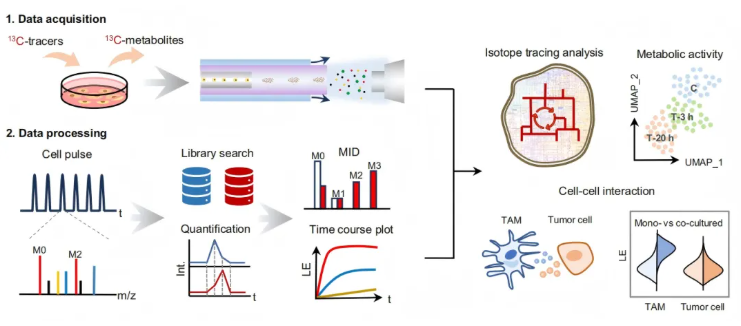 nat commun(IF=15.7)|北大白玉教授团队突破静态局限：动态单细胞代谢组学揭秘肿瘤-巨噬细胞互作新机制(图2)