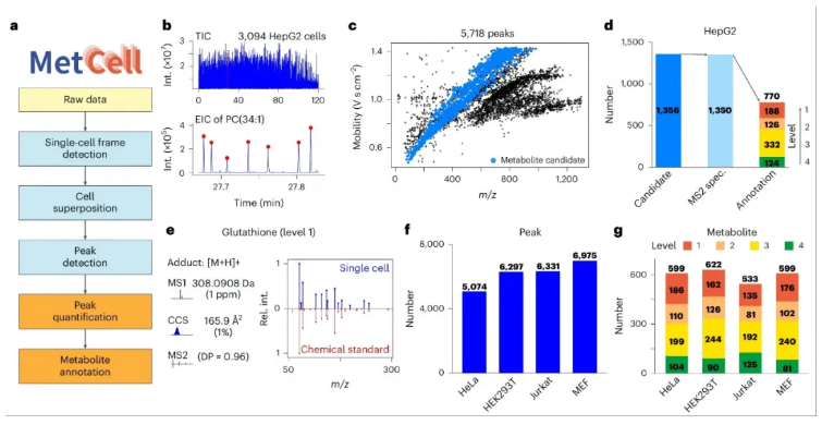 nature methods(IF=32.1)|朱正江研究员团队引领代谢组学技术正式进入单细胞时代(图5)