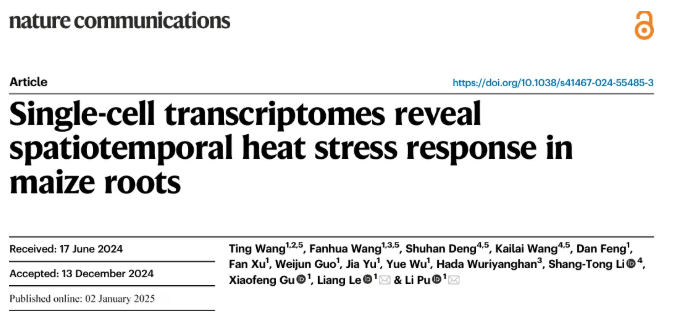 nat commun.(IF=15.7)|中国农科院生物所普莉团队揭示玉米根系响应热胁迫的单细胞转录图谱和调控网络(图1)