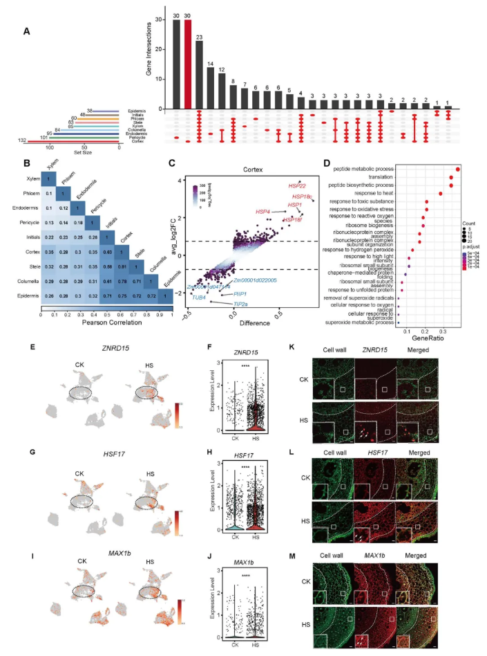 nat commun.(IF=15.7)|中国农科院生物所普莉团队揭示玉米根系响应热胁迫的单细胞转录图谱和调控网络(图3)