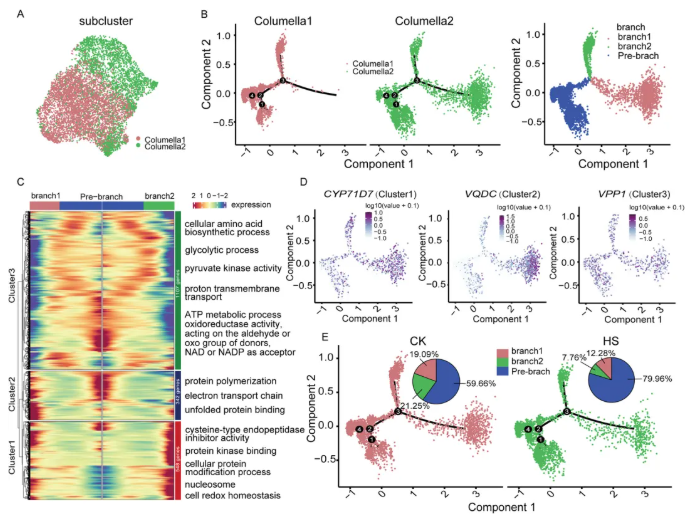 nat commun.(IF=15.7)|中国农科院生物所普莉团队揭示玉米根系响应热胁迫的单细胞转录图谱和调控网络(图4)