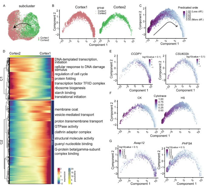 nat commun.(IF=15.7)|中国农科院生物所普莉团队揭示玉米根系响应热胁迫的单细胞转录图谱和调控网络(图5)