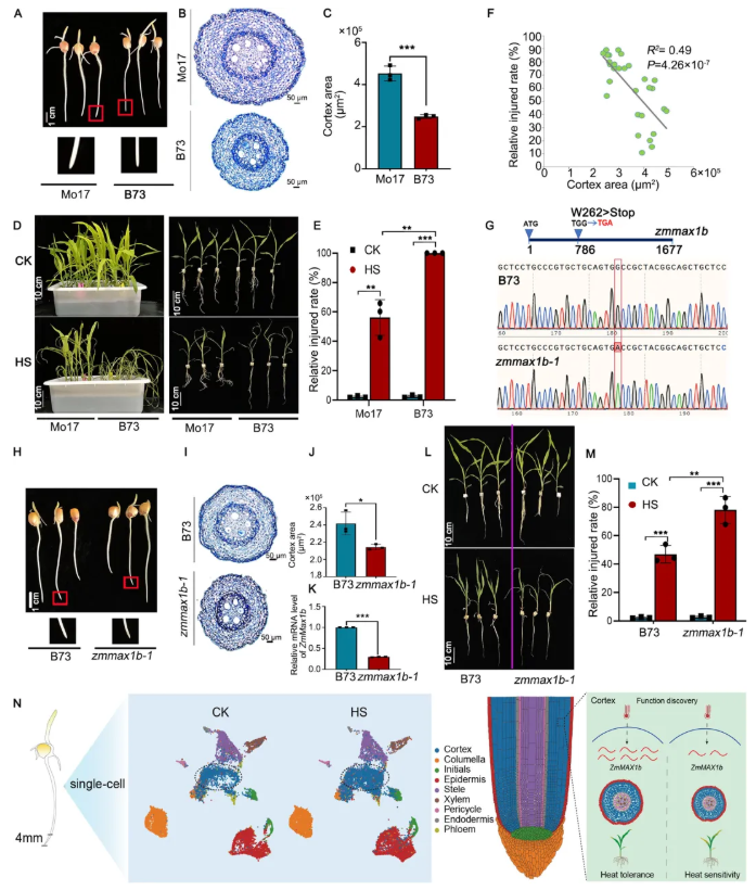 nat commun.(IF=15.7)|中国农科院生物所普莉团队揭示玉米根系响应热胁迫的单细胞转录图谱和调控网络(图8)