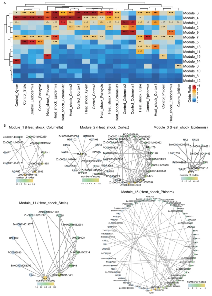 nat commun.(IF=15.7)|中国农科院生物所普莉团队揭示玉米根系响应热胁迫的单细胞转录图谱和调控网络(图6)