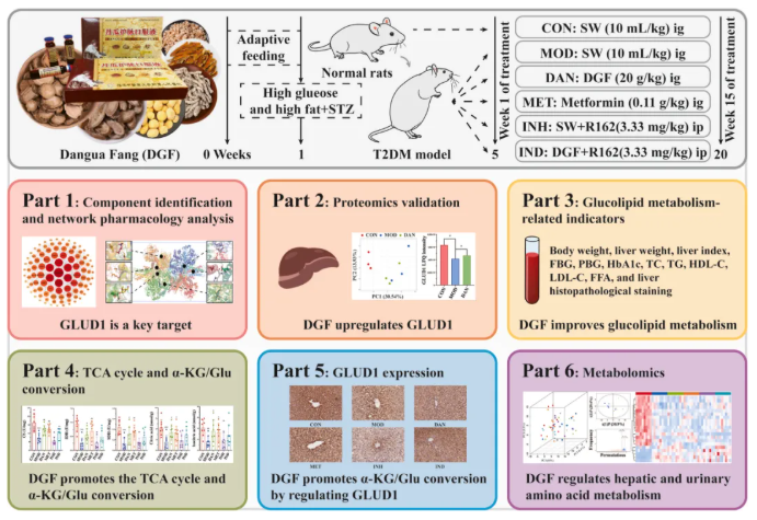 JEP(IF=5.4)|福建中医药大学研究团队：多组学揭秘丹瓜方调控GLUD1改善糖尿病代谢机制(图3)