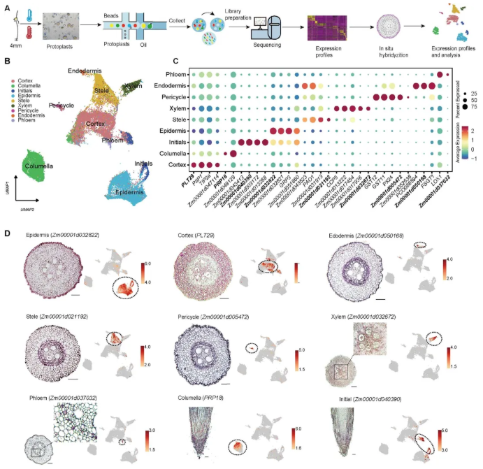 nat commun.(IF=15.7)|中国农科院生物所普莉团队揭示玉米根系响应热胁迫的单细胞转录图谱和调控网络(图2)