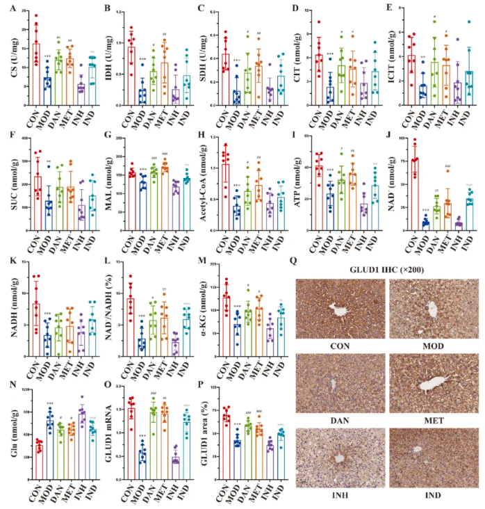 JEP(IF=5.4)|福建中医药大学研究团队：多组学揭秘丹瓜方调控GLUD1改善糖尿病代谢机制(图7)
