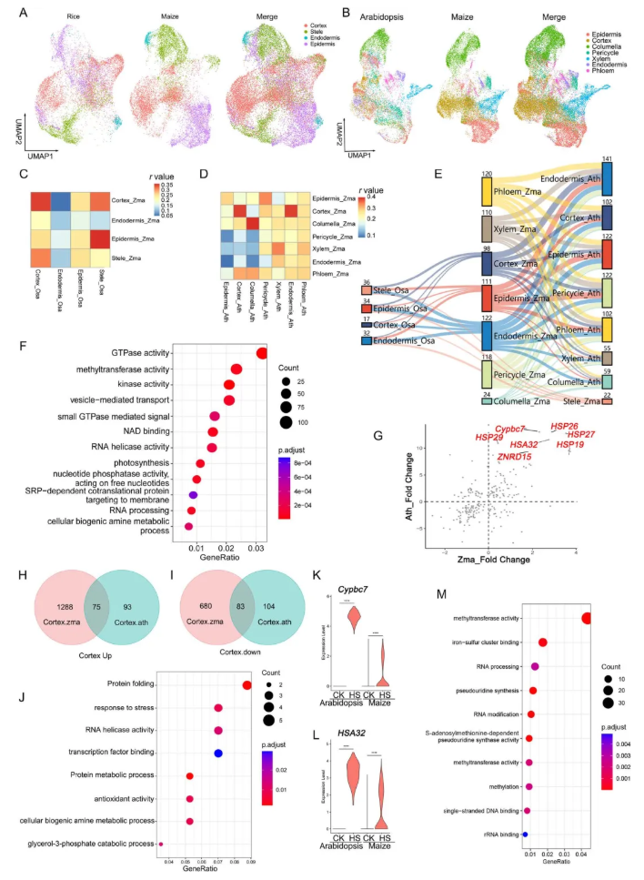 nat commun.(IF=15.7)|中国农科院生物所普莉团队揭示玉米根系响应热胁迫的单细胞转录图谱和调控网络(图7)