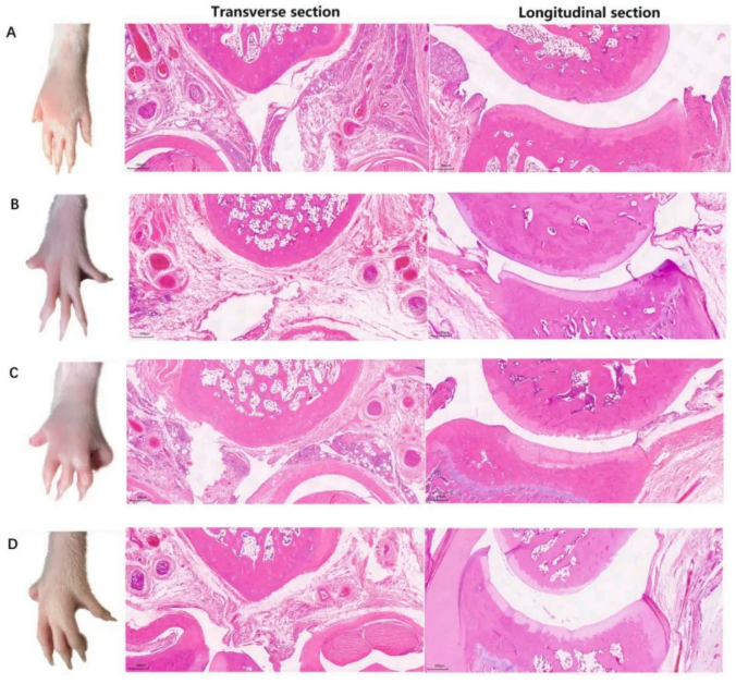 IJBM(IF=8.5)|云南农大/云中医联合研究：蜂毒肽靶向调控代谢与基因，为类风湿关节炎治疗添新策(图3)