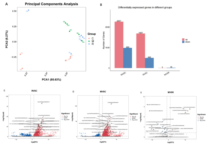 IJBM(IF=8.5)|云南农大/云中医联合研究：蜂毒肽靶向调控代谢与基因，为类风湿关节炎治疗添新策(图4)