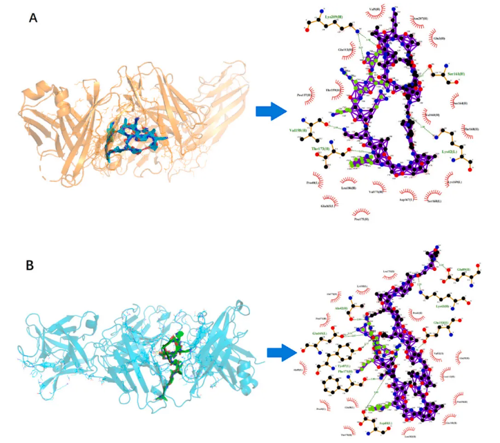 IJBM(IF=8.5)|云南农大/云中医联合研究：蜂毒肽靶向调控代谢与基因，为类风湿关节炎治疗添新策(图11)
