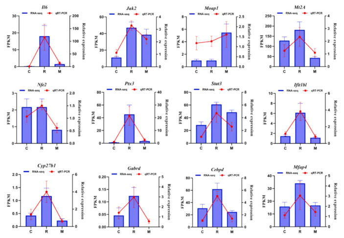 IJBM(IF=8.5)|云南农大/云中医联合研究：蜂毒肽靶向调控代谢与基因，为类风湿关节炎治疗添新策(图10)