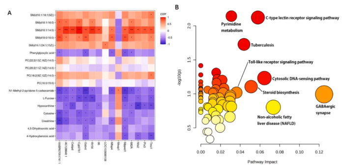IJBM(IF=8.5)|云南农大/云中医联合研究：蜂毒肽靶向调控代谢与基因，为类风湿关节炎治疗添新策(图9)