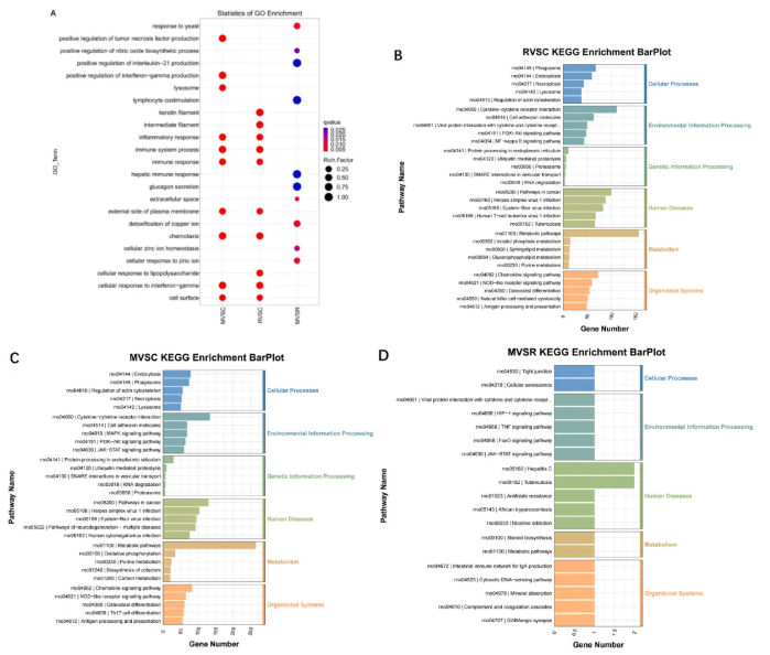 IJBM(IF=8.5)|云南农大/云中医联合研究：蜂毒肽靶向调控代谢与基因，为类风湿关节炎治疗添新策(图5)