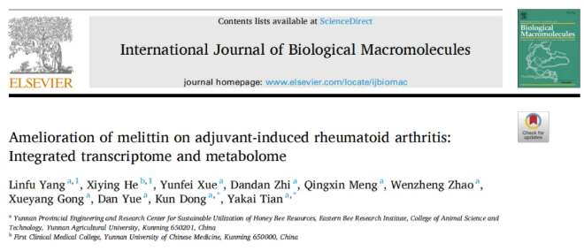 IJBM(IF=8.5)|云南农大/云中医联合研究：蜂毒肽靶向调控代谢与基因，为类风湿关节炎治疗添新策(图1)