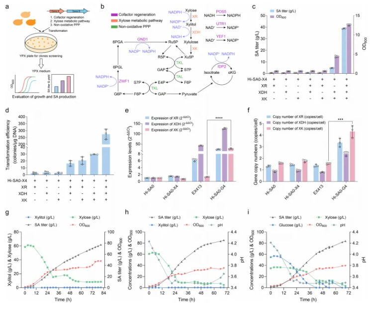 Adv.Sci. (IF=14.1)|山大团队新突破!解锁非模式酵母代谢新机制,木糖高效转化合成琥珀酸获进展!(图4) Adv.Sci. (IF=14.1)|山大团队新突破!解锁非模式酵母代谢新机制,木糖高效转化合成琥珀酸获进展!(图4)