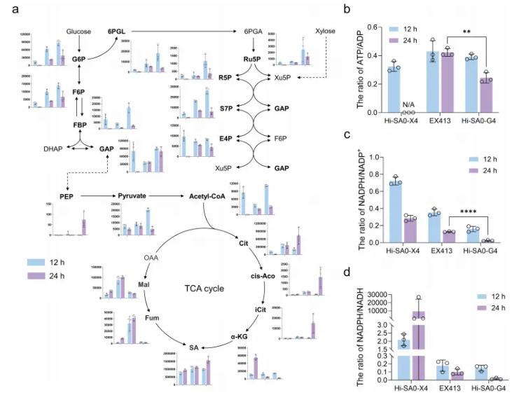 Adv.Sci. (IF=14.1)|山大团队新突破!解锁非模式酵母代谢新机制,木糖高效转化合成琥珀酸获进展!(图6) Adv.Sci. (IF=14.1)|山大团队新突破!解锁非模式酵母代谢新机制,木糖高效转化合成琥珀酸获进展!(图6)