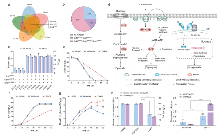 Adv.Sci. (IF=14.1)|山大团队新突破!解锁非模式酵母代谢新机制,木糖高效转化合成琥珀酸获进展!(图3) Adv.Sci. (IF=14.1)|山大团队新突破!解锁非模式酵母代谢新机制,木糖高效转化合成琥珀酸获进展!(图3)