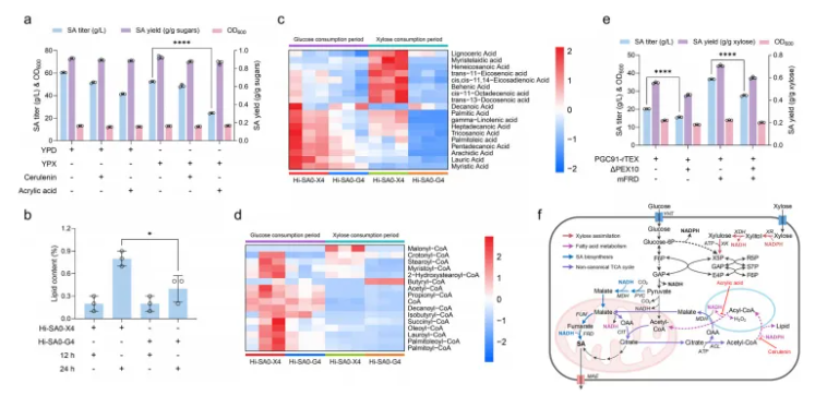 Adv.Sci. (IF=14.1)|山大团队新突破!解锁非模式酵母代谢新机制,木糖高效转化合成琥珀酸获进展!(图5) Adv.Sci. (IF=14.1)|山大团队新突破!解锁非模式酵母代谢新机制,木糖高效转化合成琥珀酸获进展!(图5)