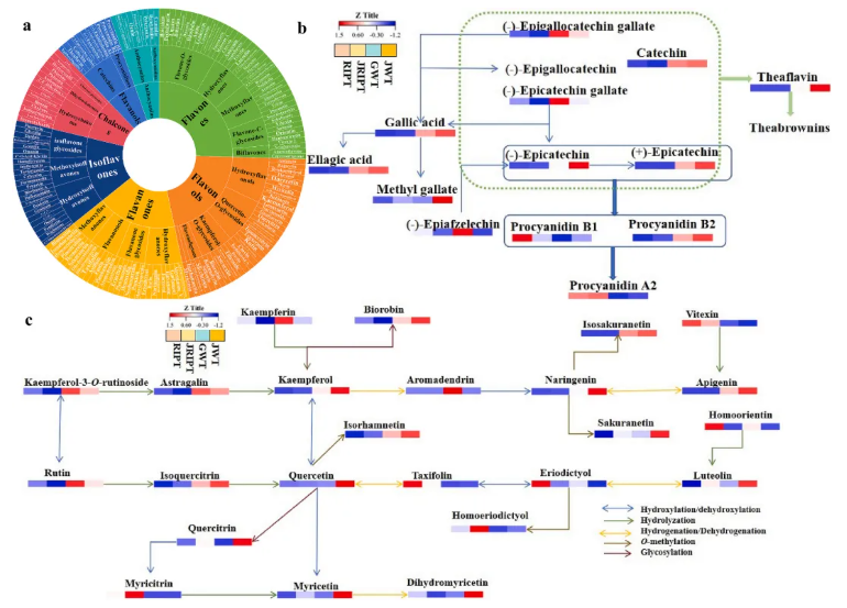 Food Chem.(IF=9.8)|南农陈暄教授研究团队多组学揭秘:云南“金花茶”的风味炼金术—匍匐散囊菌如何点“茶”成“香”?(图7) Food Chem.(IF=9.8)|南农陈暄教授研究团队多组学揭秘:云南“金花茶”的风味炼金术—匍匐散囊菌如何点“茶”成“香”?(图7)