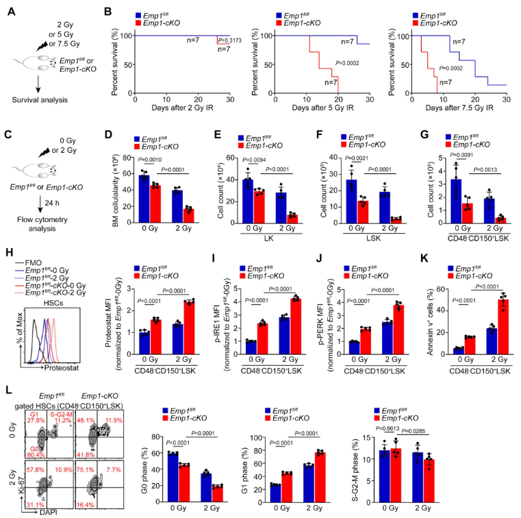 nat.commun.(IF=15.7)|重庆医科大学侯宇教授团队：EMP1调控鞘脂代谢守护造血干细胞新机制，为血液疾病干预开辟新思路(图6)
