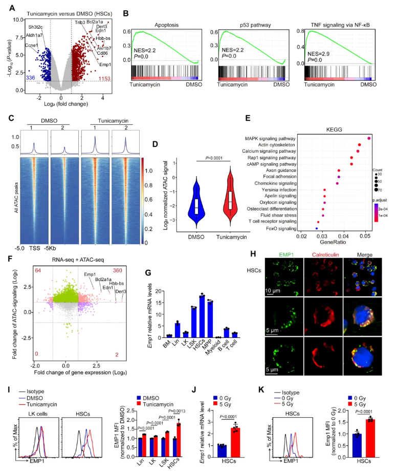 nat.commun.(IF=15.7)|重庆医科大学侯宇教授团队：EMP1调控鞘脂代谢守护造血干细胞新机制，为血液疾病干预开辟新思路(图3)
